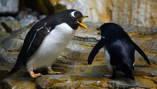 Arguing Penguins